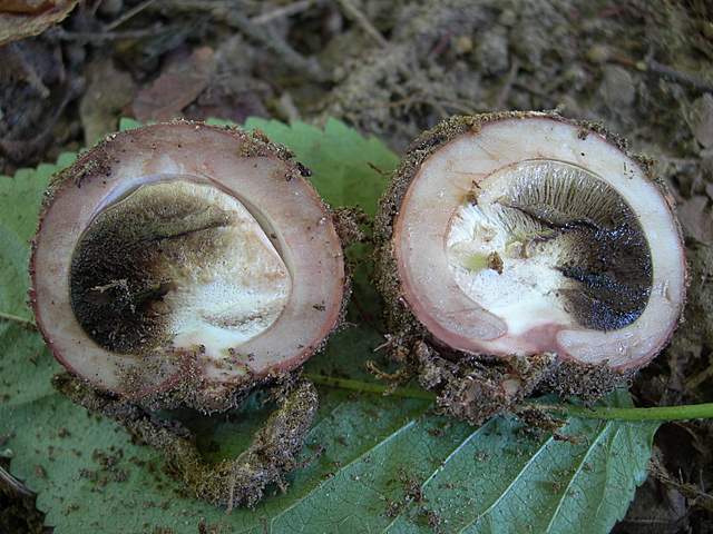 Funghi degli areali esposti